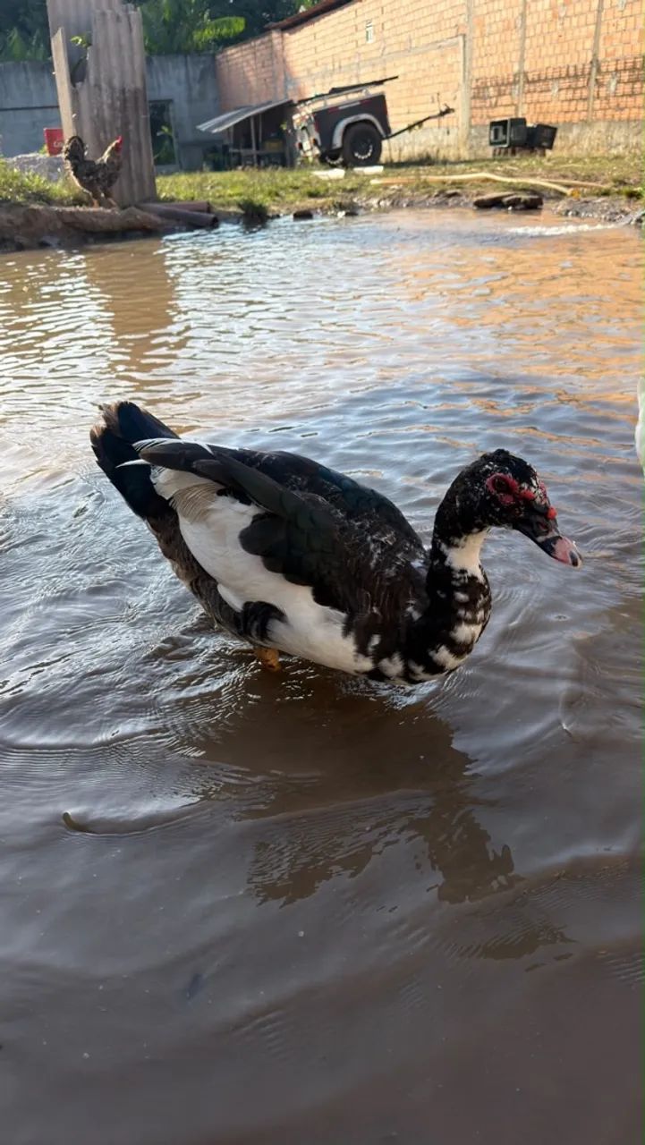 Pato - Foto 2