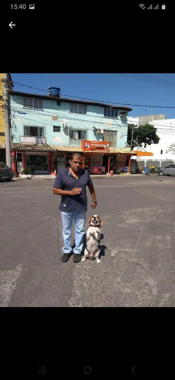Adestramento de cães 