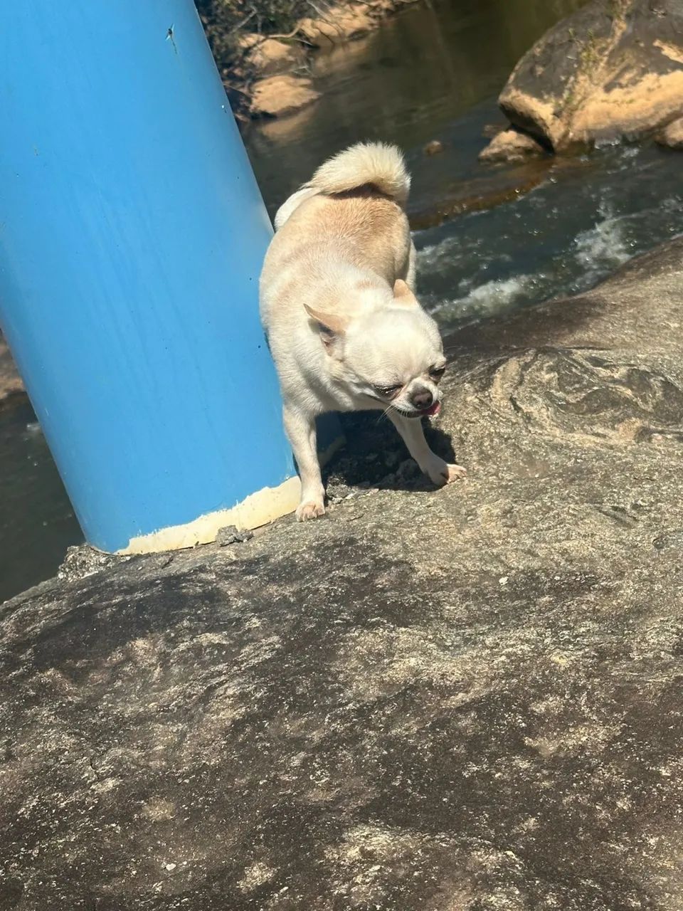 Chihuahua macho  - Foto 4