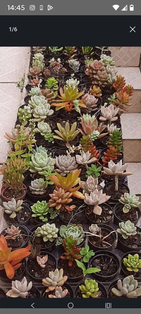 Suculentas  - Foto 3