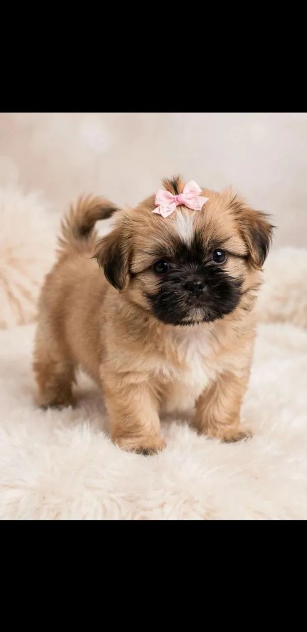 Vendo filhote de shihtzu  - Foto 4