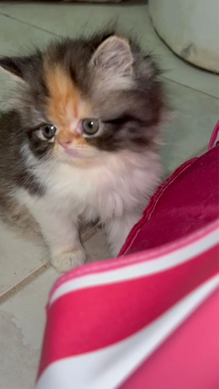 Filhote gatos persa  - Foto 2