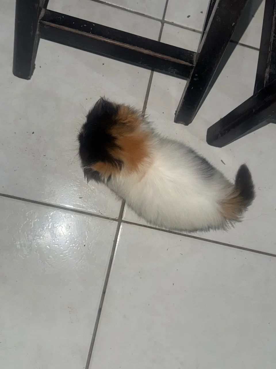 Gato persa  - Foto 2