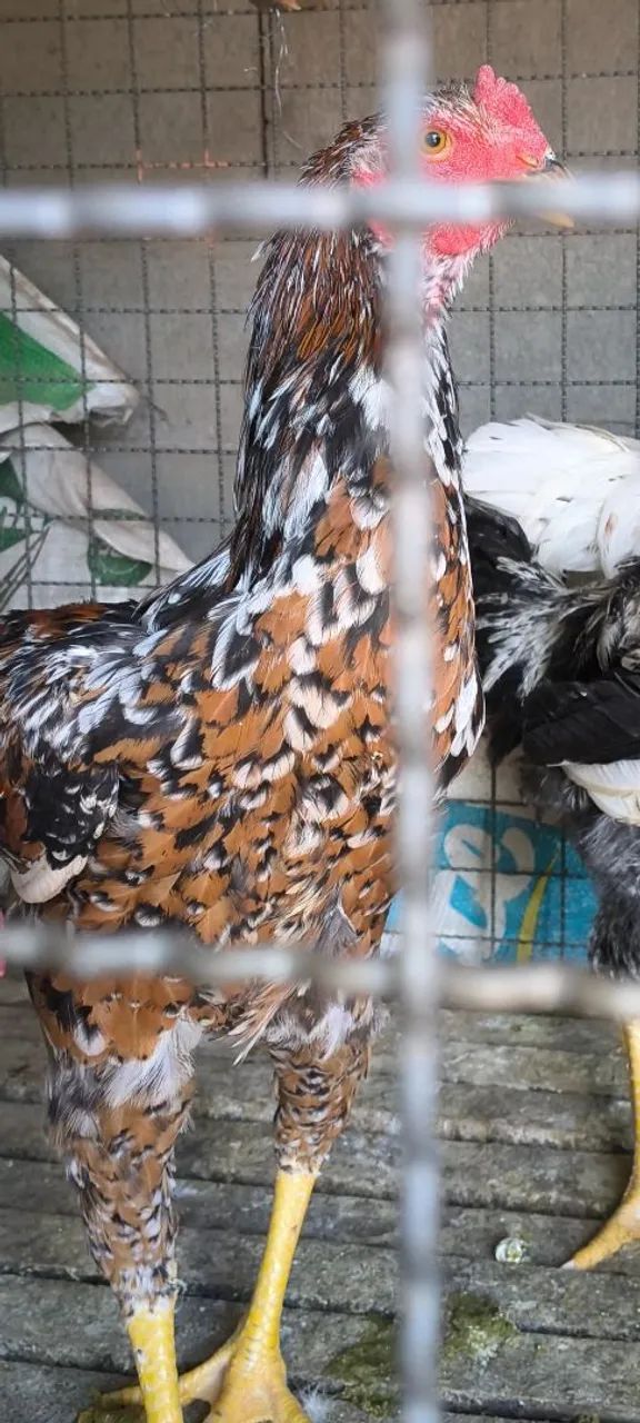 Frango Índio Gigante Mil Flores  - Foto 2