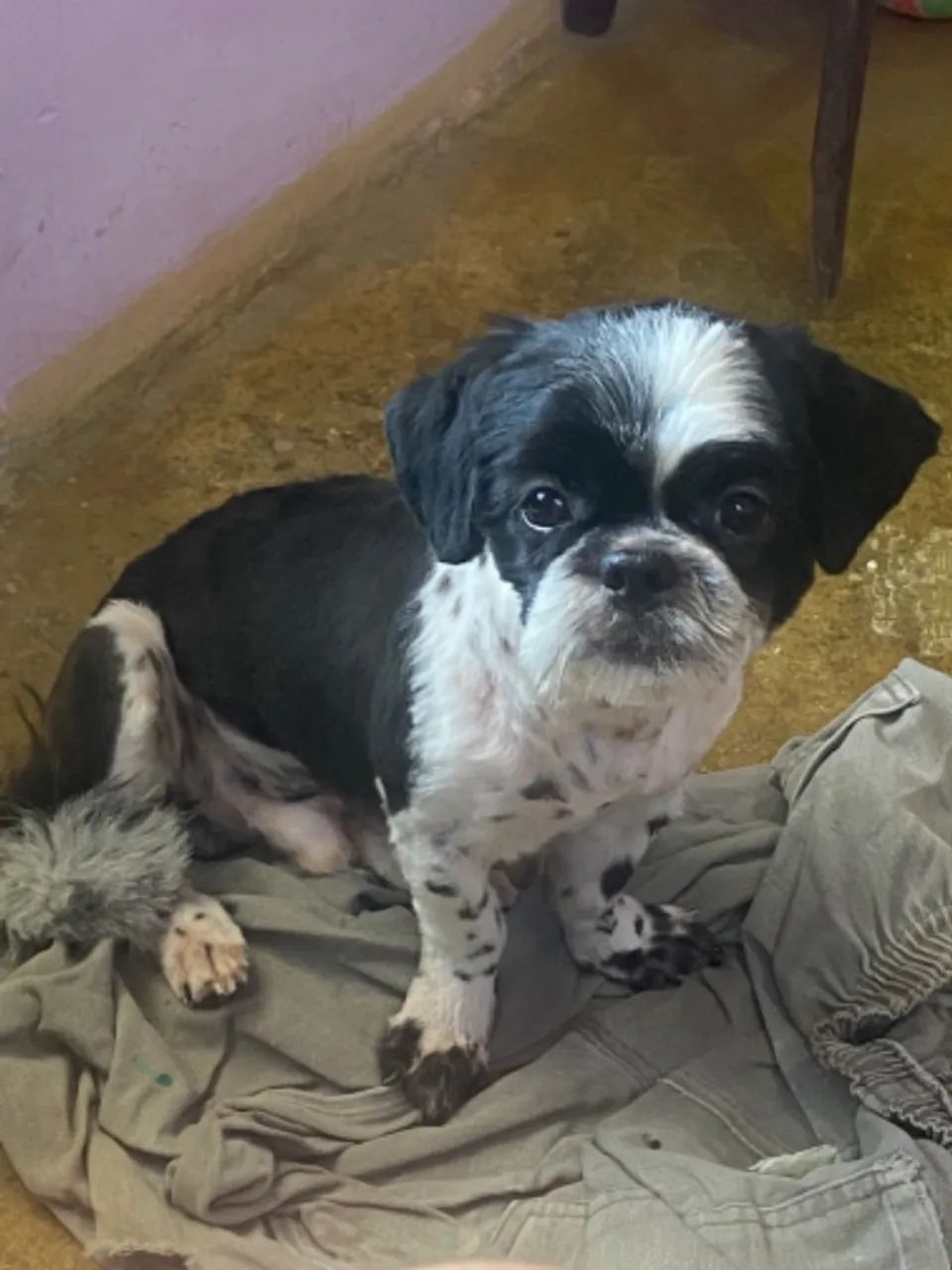 Shih tzu  - Foto 3