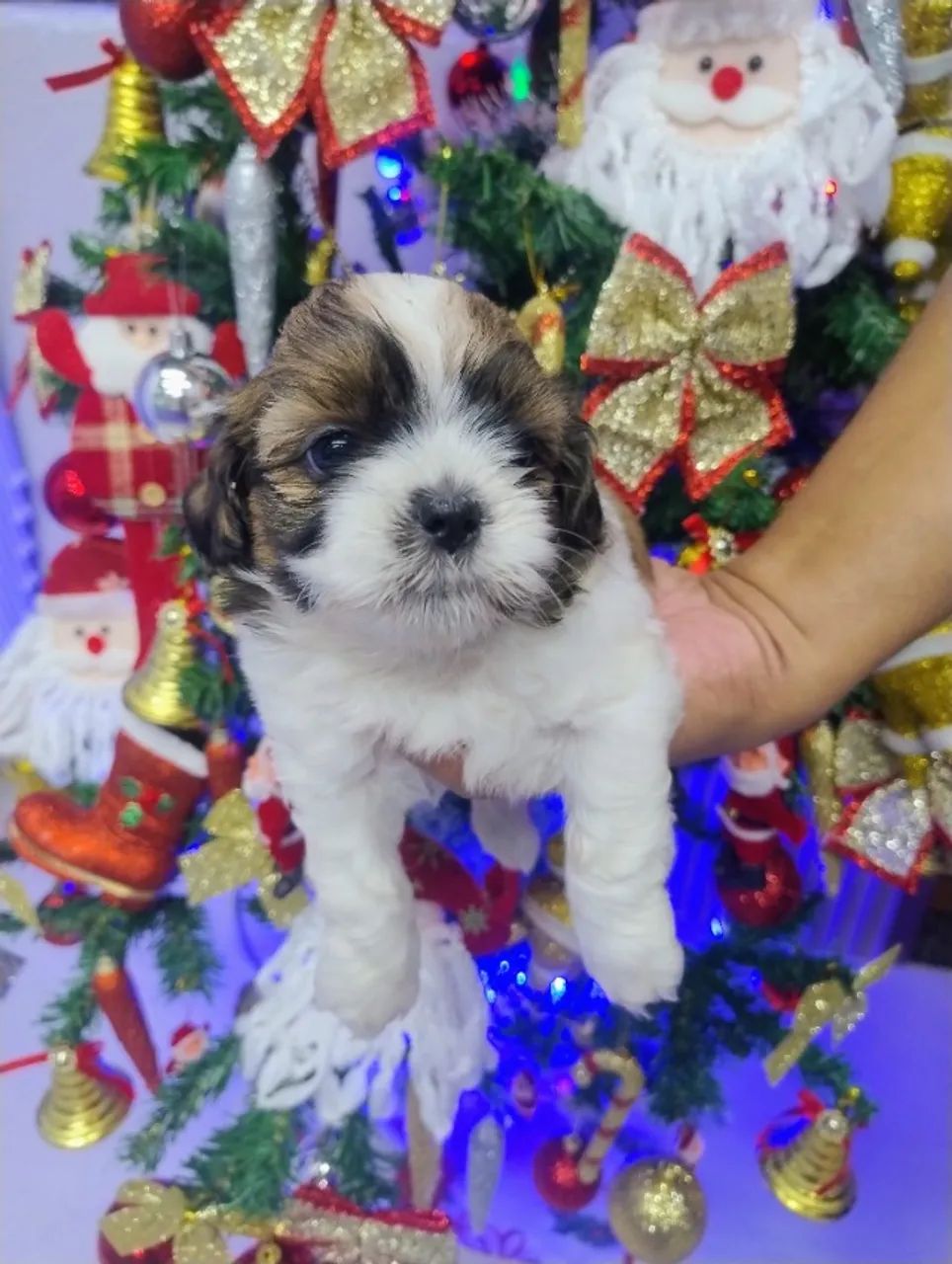 SOMOS UM CANIL REGISTRADO  - Foto 2