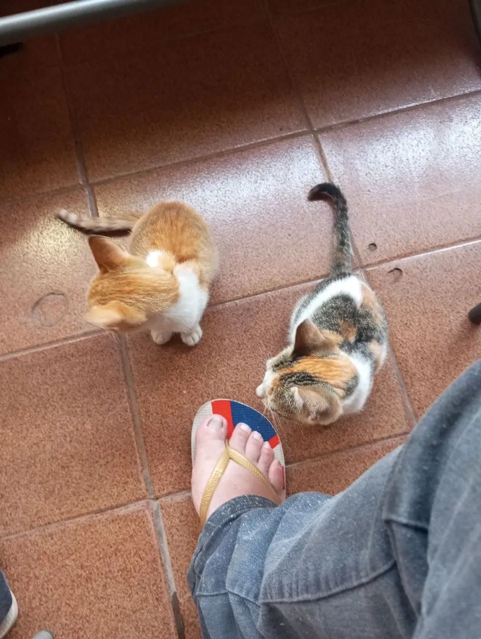 Doação de gatos - Foto 2