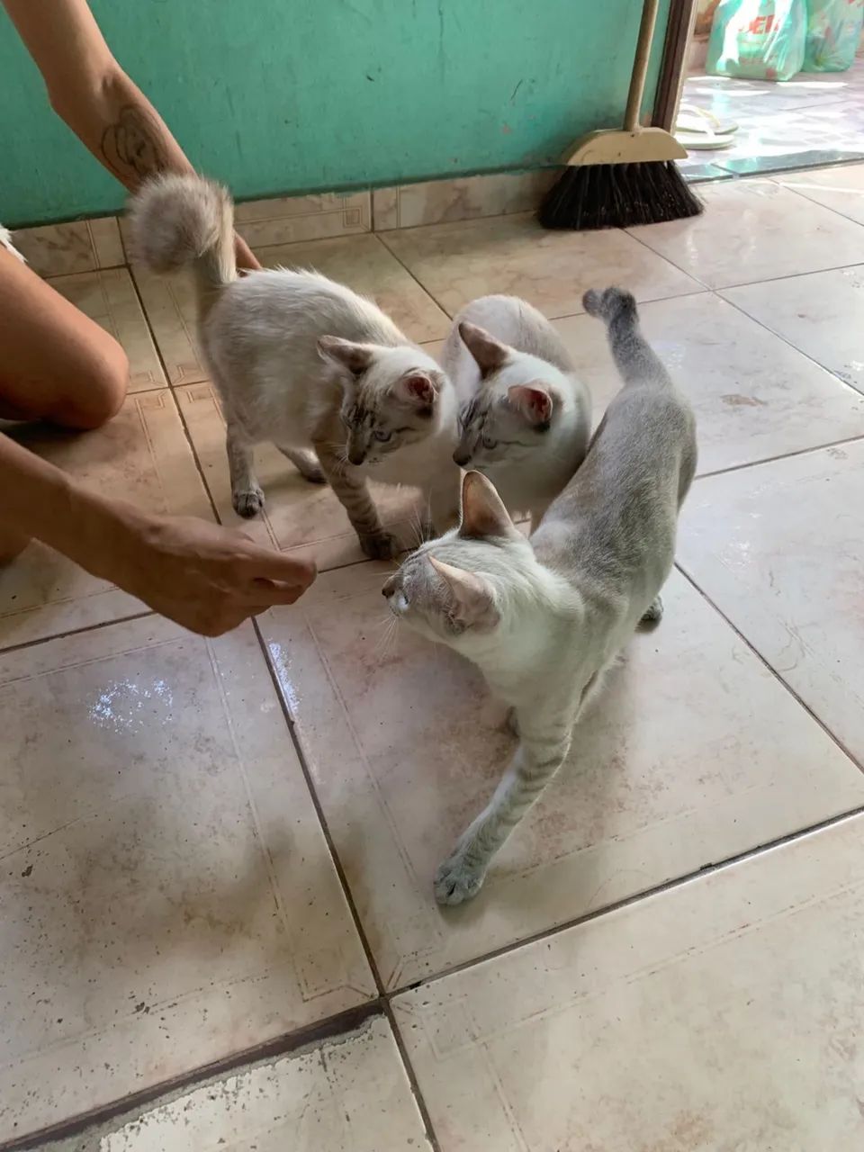 3 gatinhos machos pra doação  - Foto 2