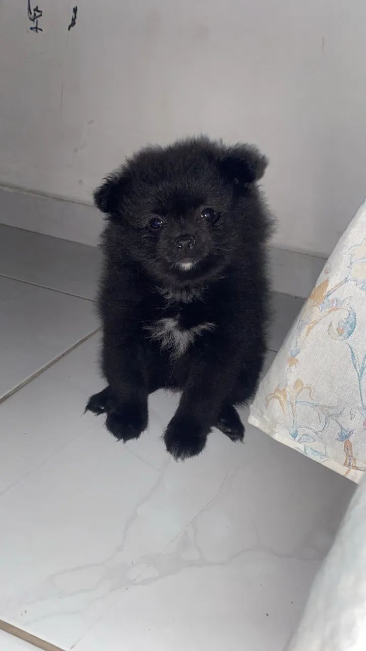 Spitz alemão 