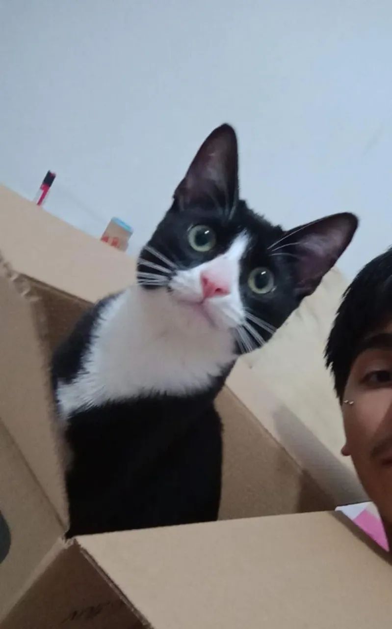 Doação Responsável - Gato