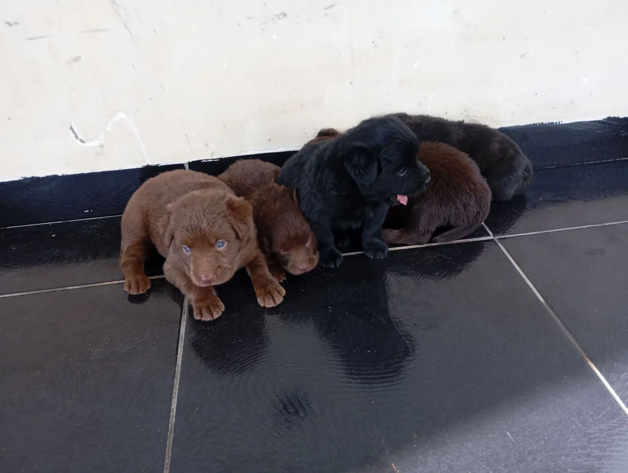 Kelpie Australiano com Border Collie  - Foto 3
