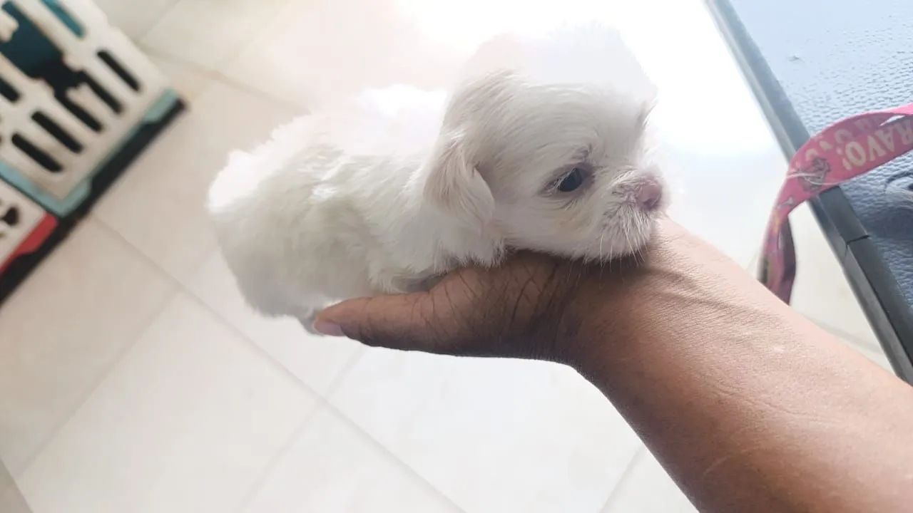 Venda de cachorro  - Foto 4