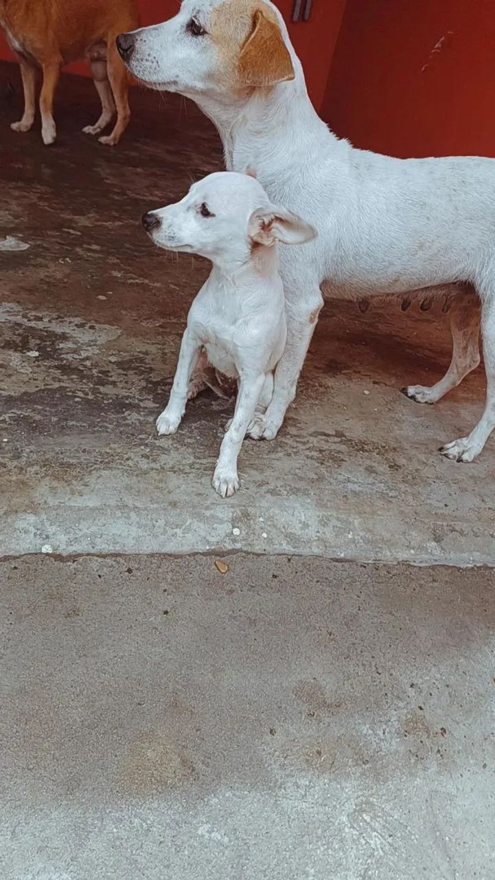 Adoção  - Foto 2