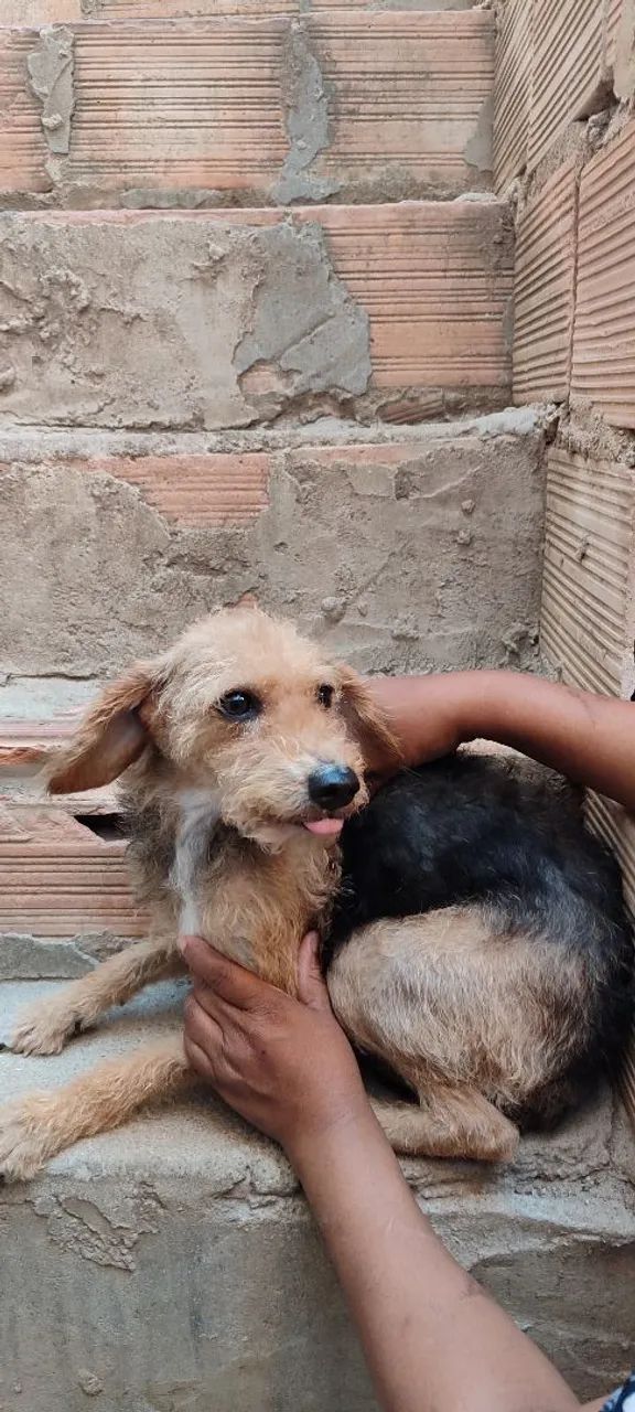 Doação de cachorra - Foto 4