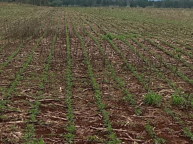 192 Alqueires Ótima Fazenda plantando soja em 92 Alqueires