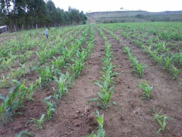 Vende-se Sitio 44 ha a 27 km de presidente - Foto 4