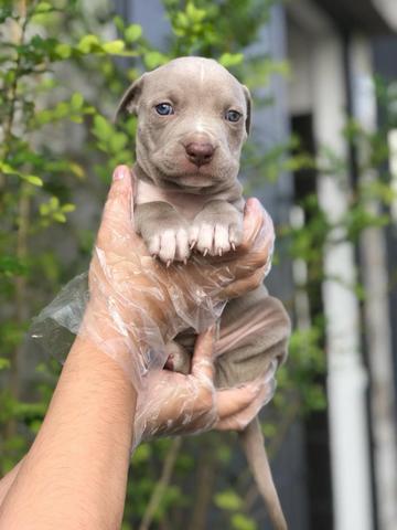 lojas pit bull endereços