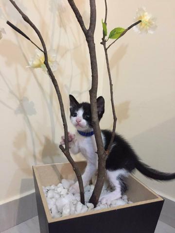 Adoção de Gatos - Foto 5