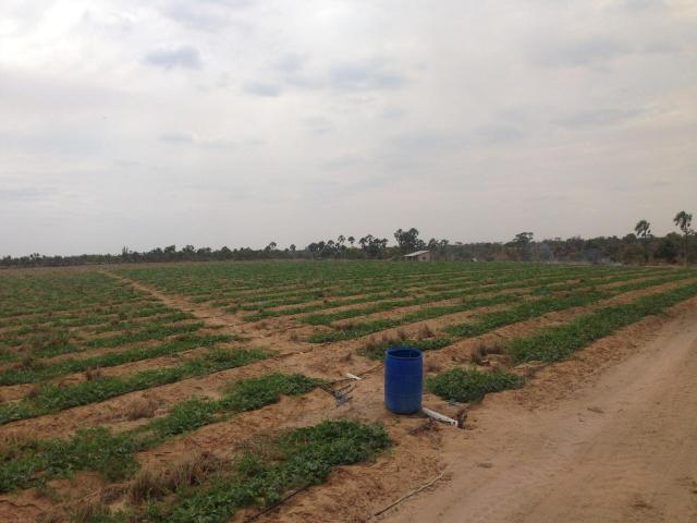 Fazenda no Bonfim - Foto 2