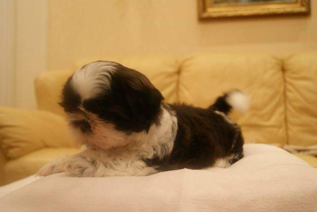 Filhote de shih tzu Canil PS - Foto 2