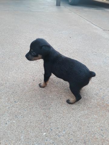 Pinscher Dog Black - Foto 2