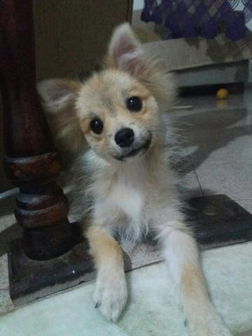 Spitz Alemão Fêmea