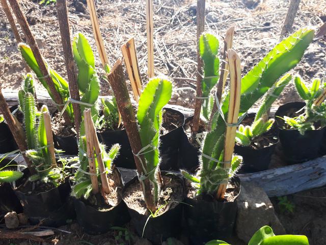 Mudas de Pitaya Vermelha