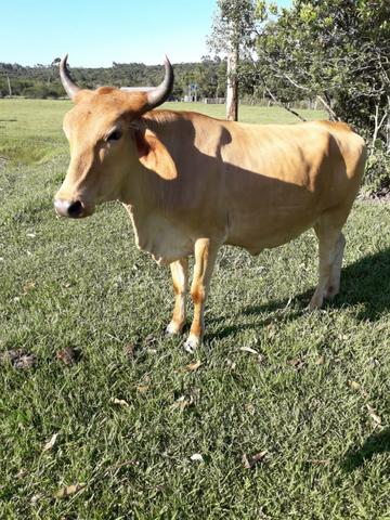 Vendo GADO - Foto 4