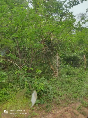 Fazenda em Aldeias Altas-Ma - Foto 2
