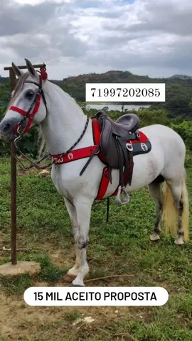 Traia de cavalo  +63 anúncios na OLX Brasil