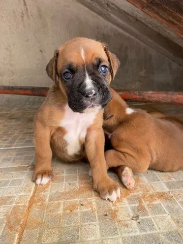 Cães Boxer Puro - Foto 2