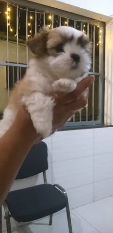 Vendo Lhasa Apso - Foto 3