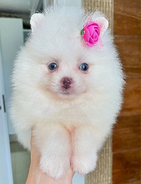 Pomerânia Fêmea, Branca  - Foto 5