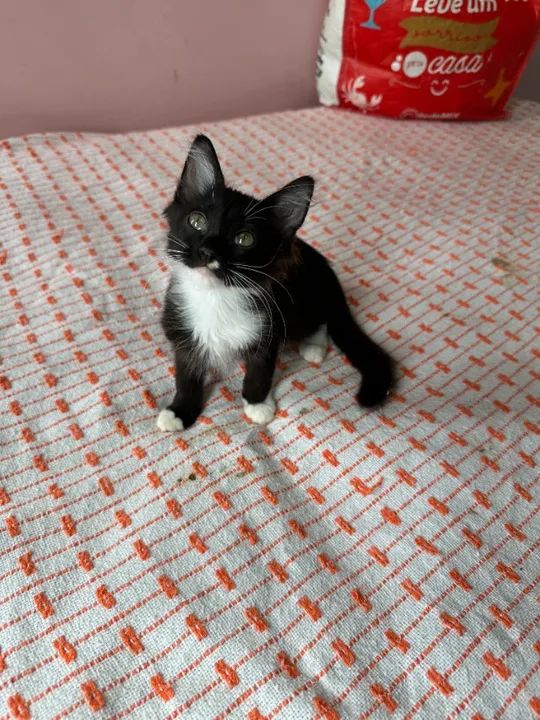 lindos filhotes castrados - Foto 6