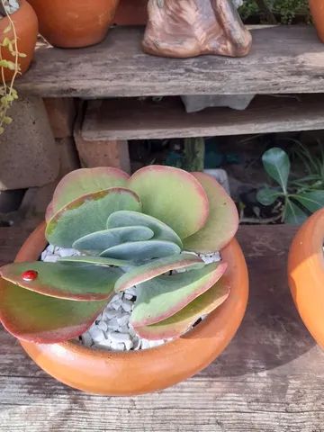 Suculentas 