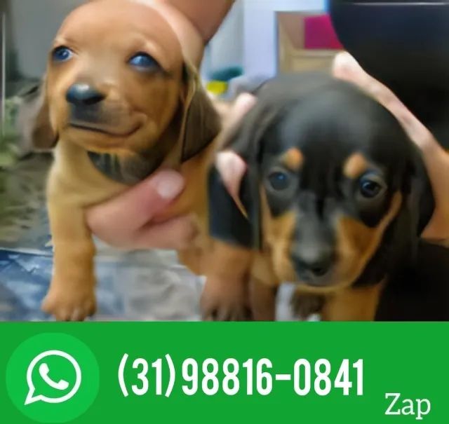 Mini dachshund hot sale olx