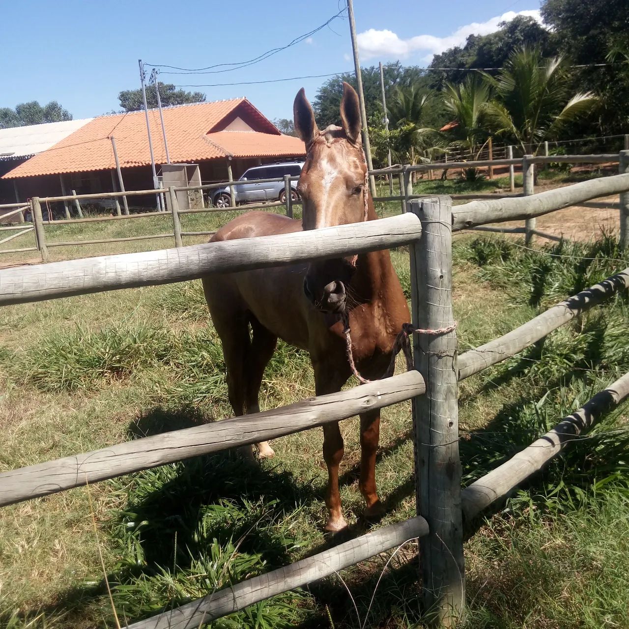 Égua Campolina Marcha Picada. - Foto 5