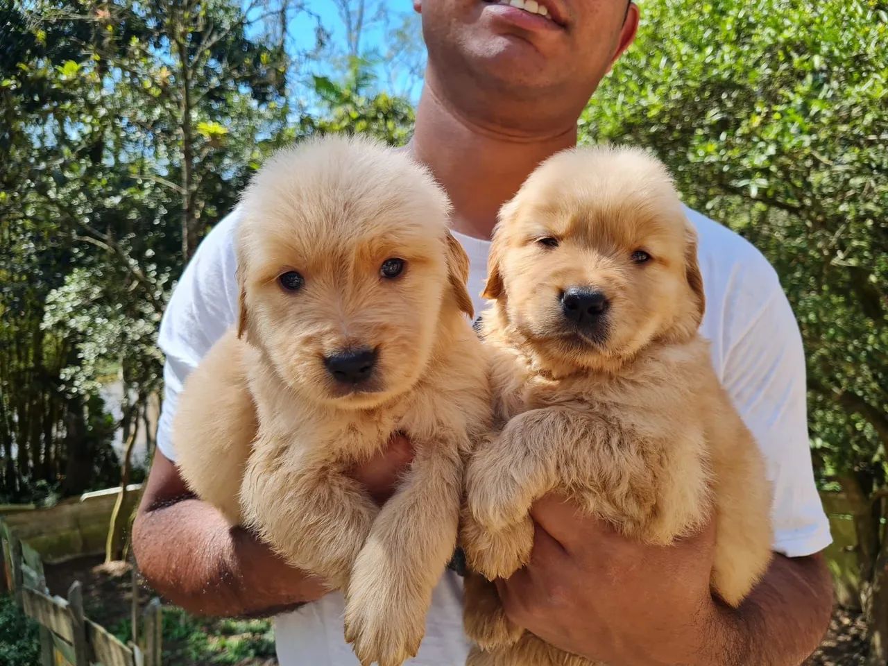 Golden Retriver  - Foto 4