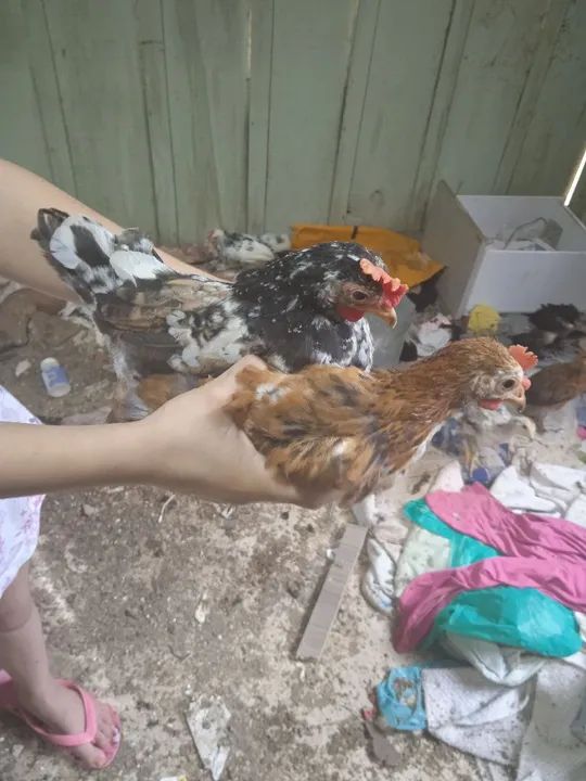 Frongos Nagasaki  - Foto 4