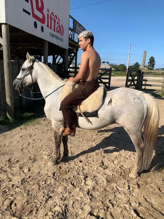 Crioulo bagual confirmado - Foto 5