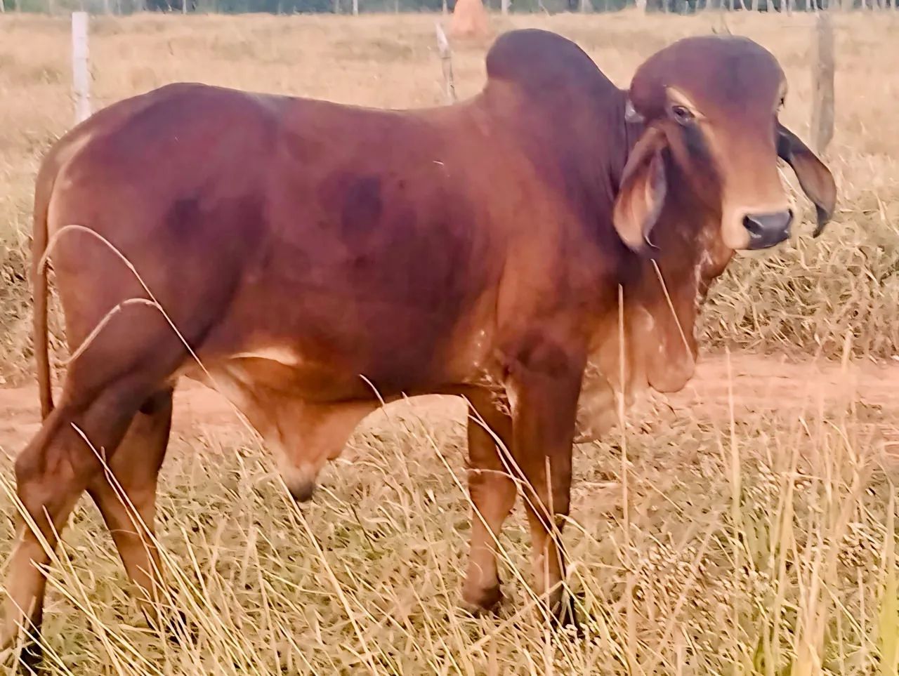 Tourinho Gir Leiteiro Puro - Foto 3