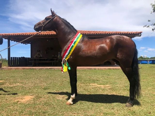 Cavalo mangalarga marchador - Foto 2