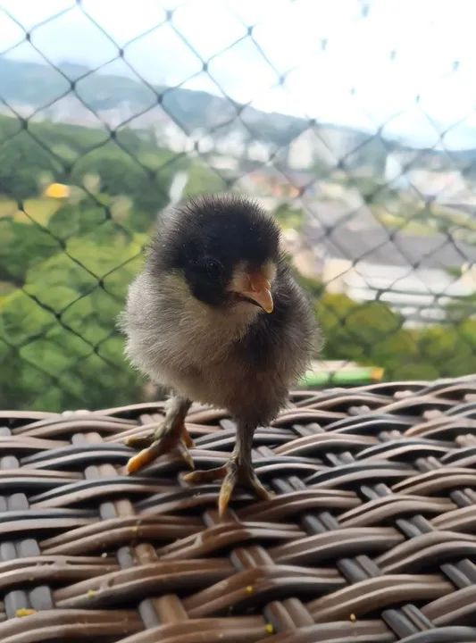 Pintos raça Brahma em POA - Foto 3