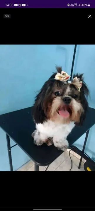 Filhote Shih Tzu linda e carinhosa - Foto 5