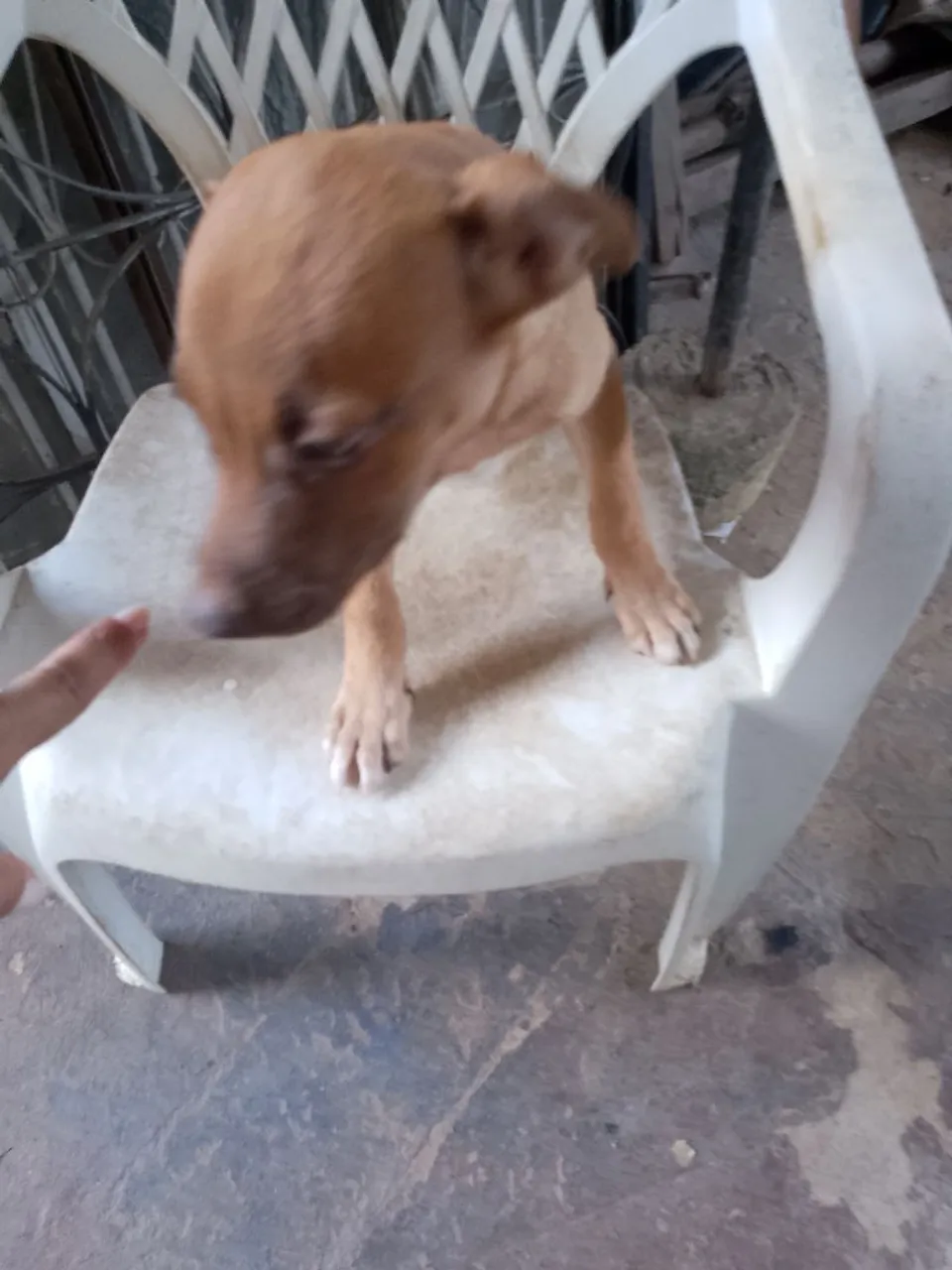 Cachorro para adoção