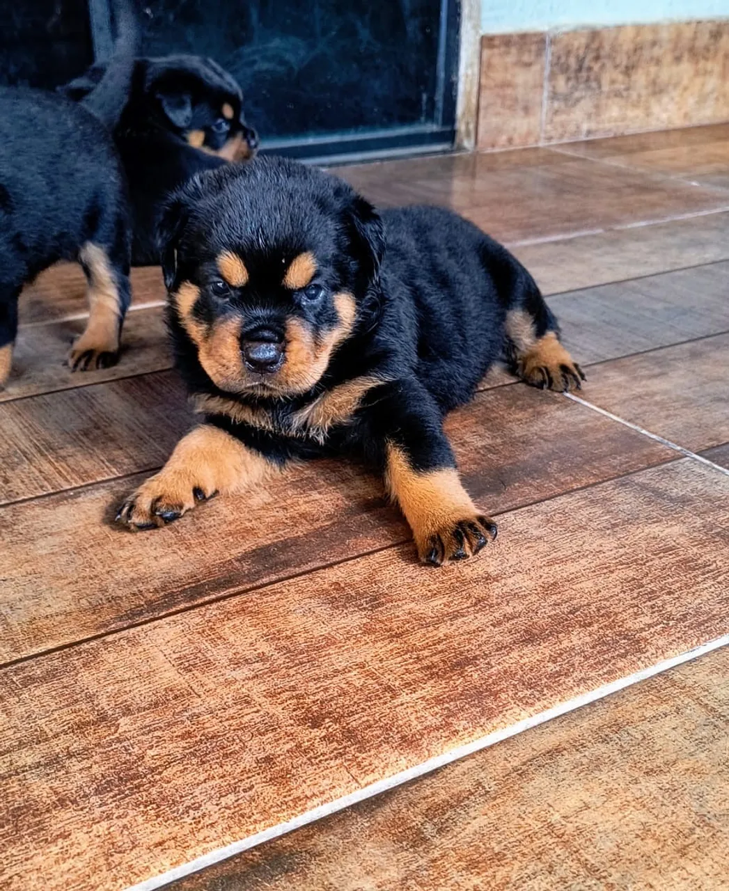 FILHOTES DE ROTTWEILER DE LINHAGEM PREMIUM!