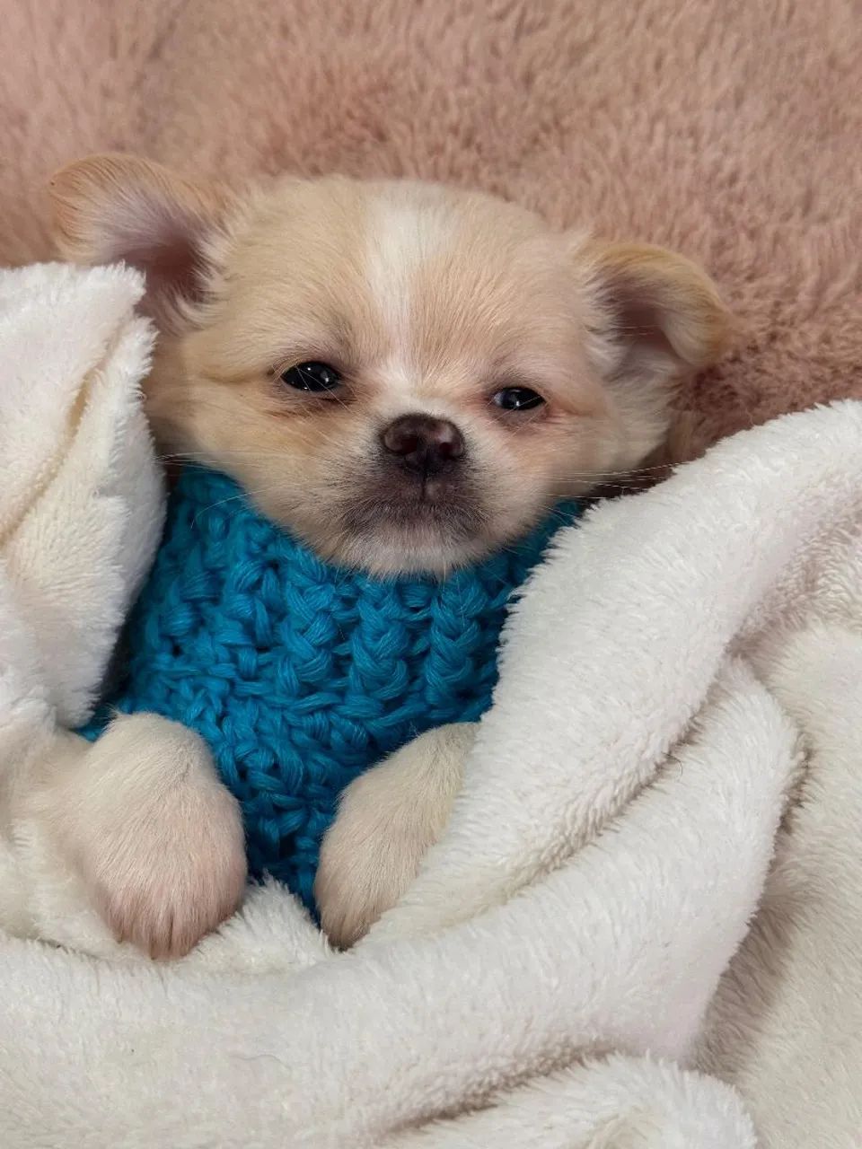 Chihuahua - Seu melhor amigo! - Foto 2