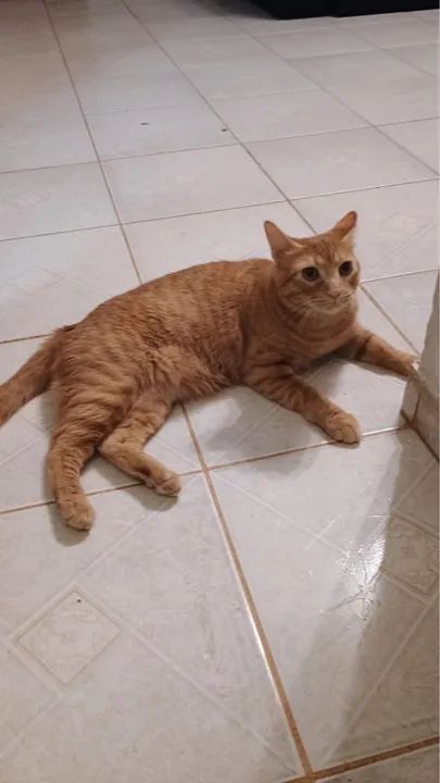 Doação de duas gatinhas urgente - Foto 5