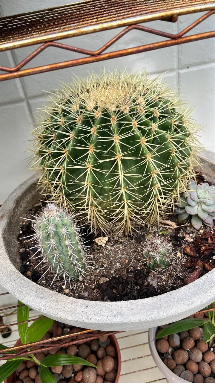 Cacto  - Foto 2