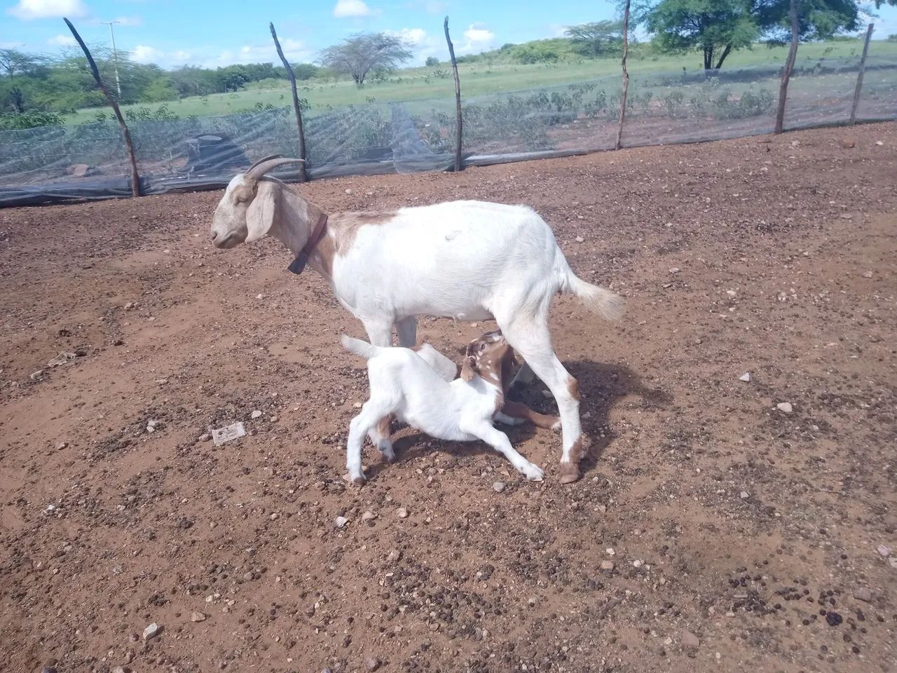 Cabra Boer com filhote para venda - Foto 4